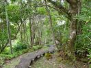 Alakai Swamp Trail